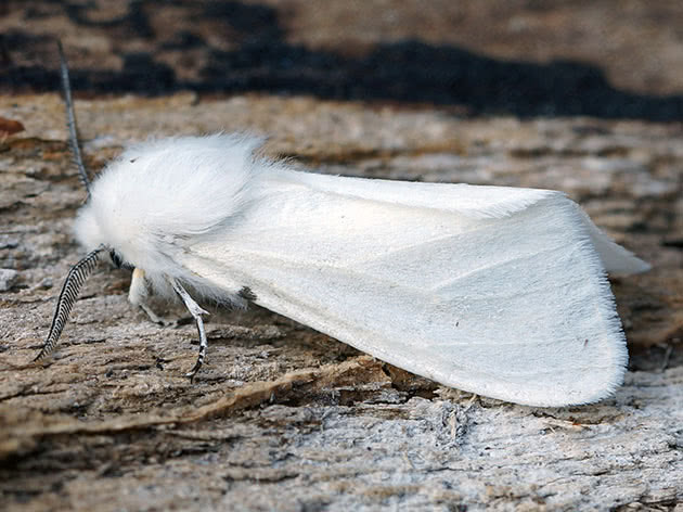 Bílý americký motýl můra