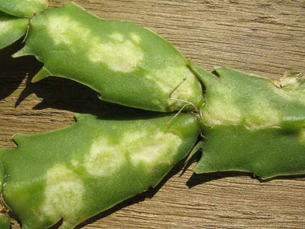 Mosaisk sjukdom på epiphyllumfotoet