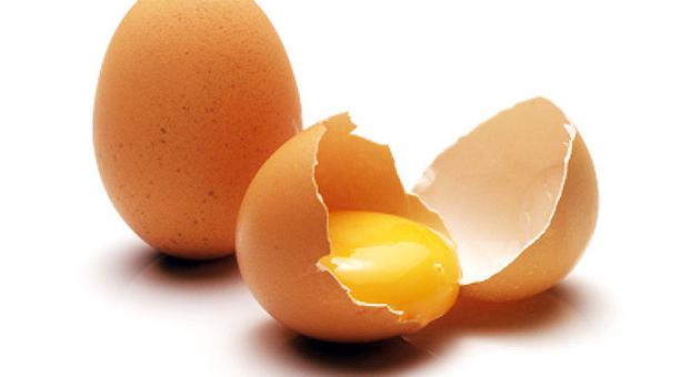 kan en höna lägga ägg utan tupp