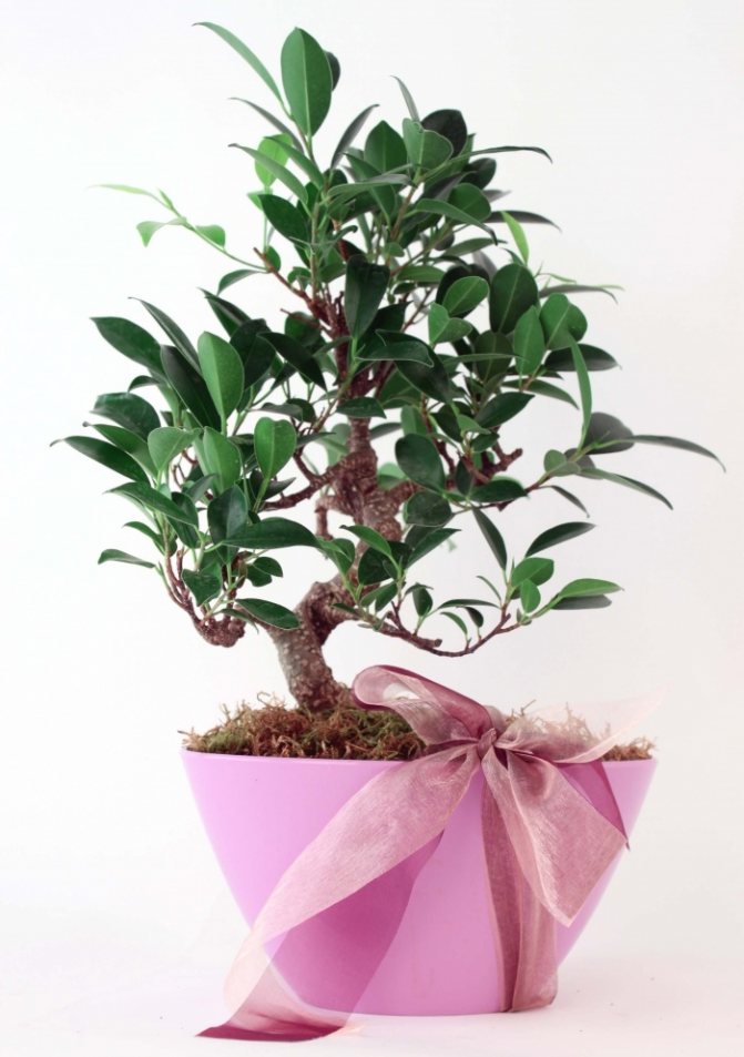 Is it possible to give a ficus for a birthday, as a gift?