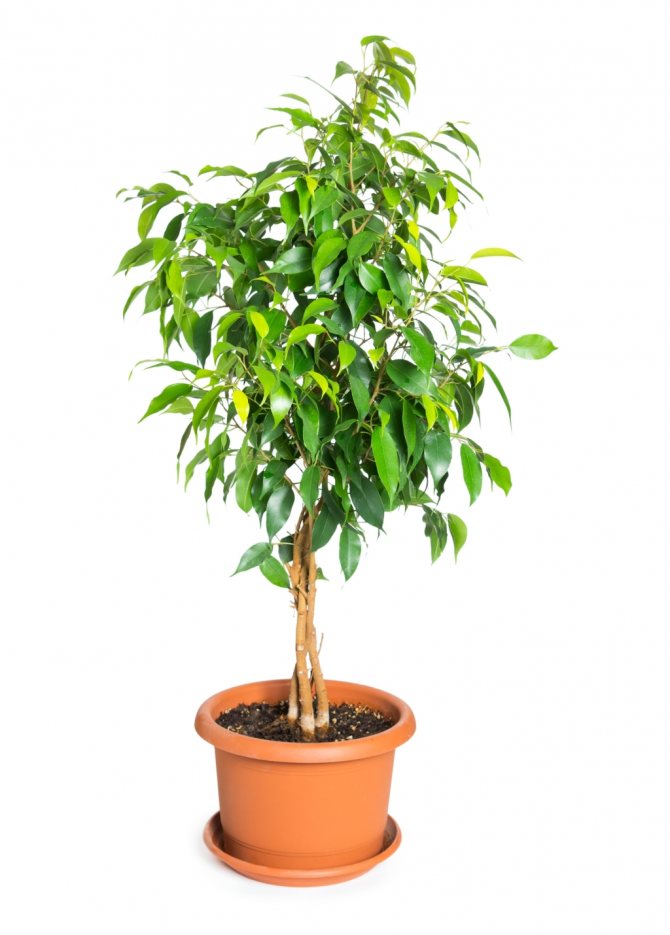 Ficusul poate fi păstrat acasă? Semne și superstiții asociate cu o floare