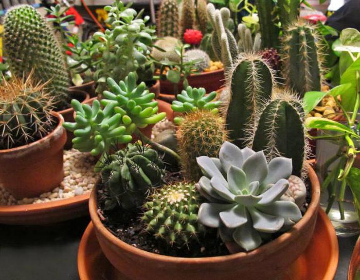 is it possible to keep cacti at home, signs of ancestors