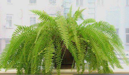Is it possible to keep fern signs at home