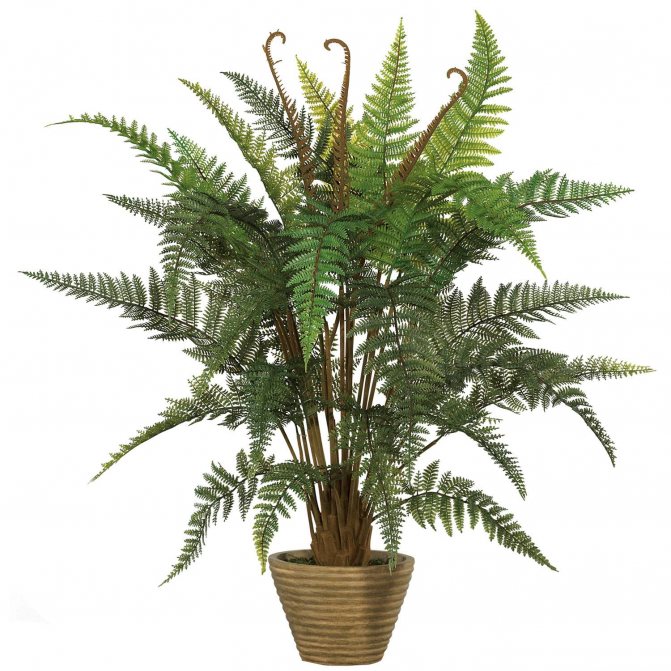 Can you keep a fern at home?