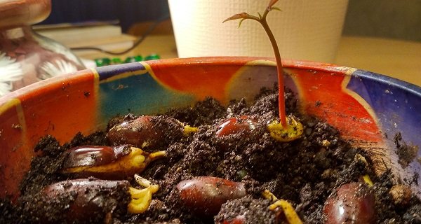 is it possible to grow lychees from a bone at home