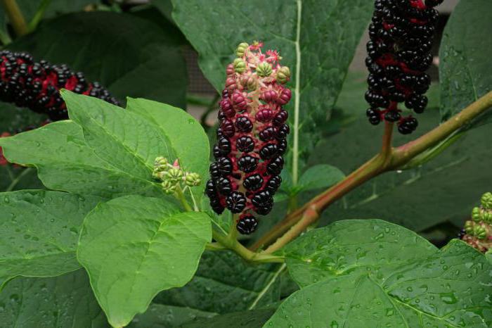 is it possible to eat the berry laconos plant