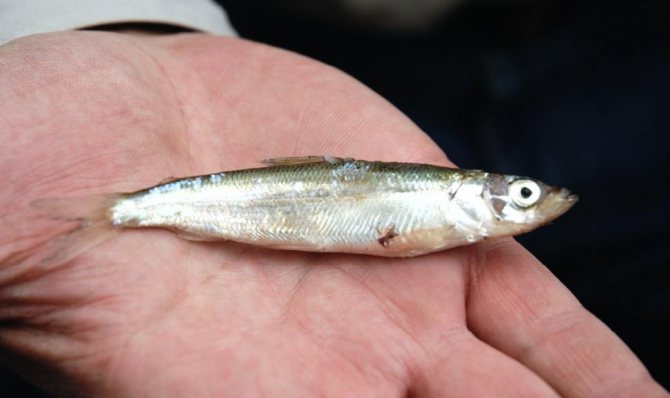 Bolehkah anda makan ikan yang dijangkiti cacing pita