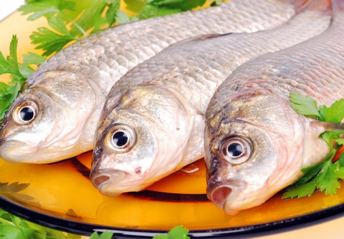 Can you eat fish infected with tapeworm