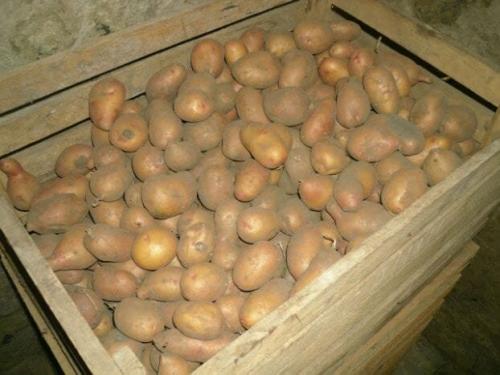 Is it possible to store potatoes in plastic boxes. My secret to keeping fresh potatoes all winter
