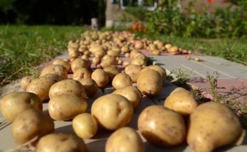 هل من الممكن تخزين البطاطس في صناديق بلاستيكية. سر حفظ البطاطس الطازجة طوال الشتاء