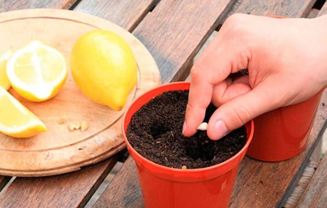 is it possible to grow a lemon tree from a seed