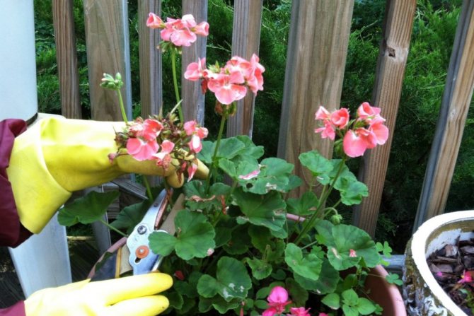 is it possible to spray geraniums with water