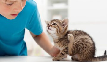 Is it possible to get scabies from a cat?