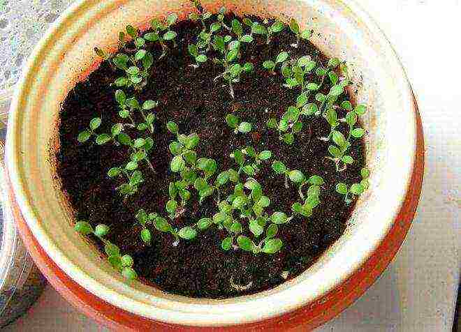 se poate cultiva platycodon ca planta de apartament