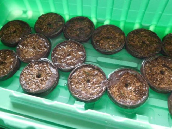 Är det möjligt att plantera zinnia i torvtabletter