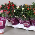 Is it possible to plant a garden rose in a pot at home. Conditions for home growing roses