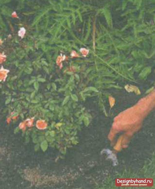 هل من الممكن زرع وردة حديقة في إناء بالمنزل. شروط زراعة الورود في المنزل 18