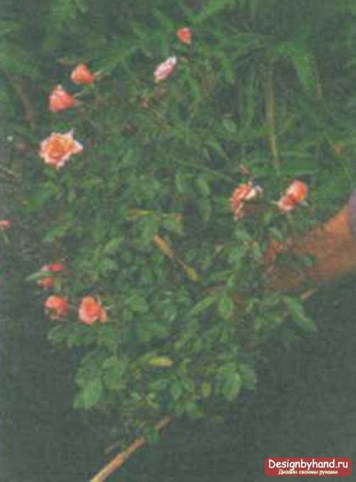 Is it possible to plant a garden rose in a pot at home. Conditions for growing roses at home 19