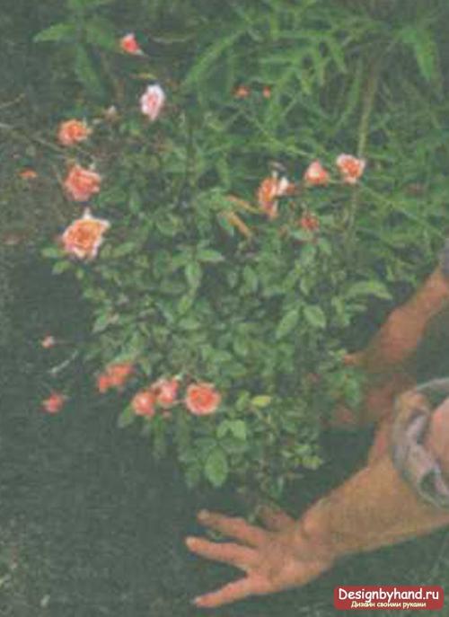 Възможно ли е да засадите градинска роза в саксия у дома. Условия за домашно отглеждане на рози 22