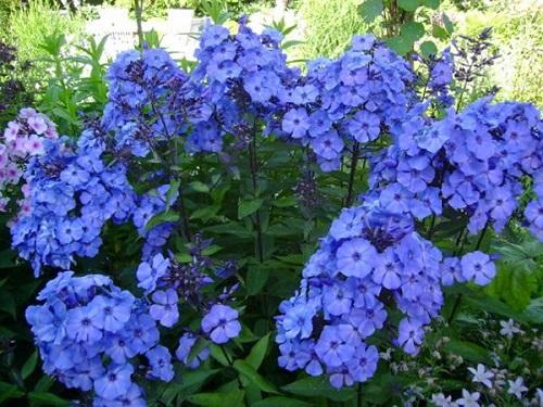 Is it possible to plant phlox in June. Landing nuances