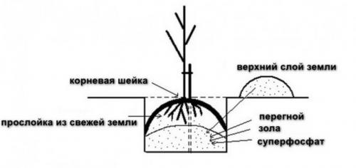 Is it possible to plant a pear in the fall. How to plant a pear in the fall: 02 step-by-step guide