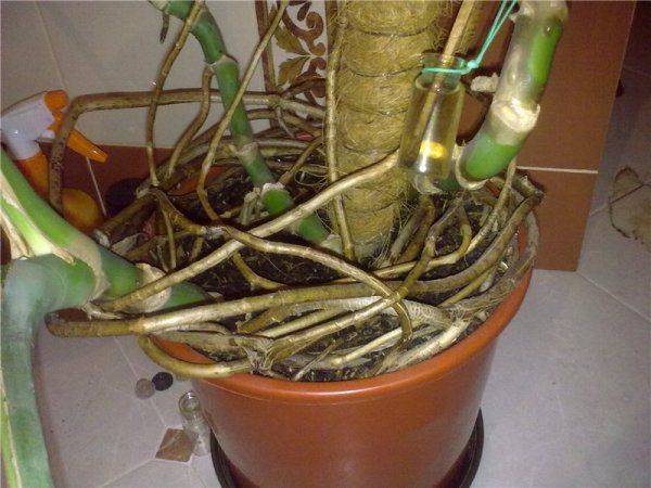 Is it possible to cut off the aerial roots of a monstera