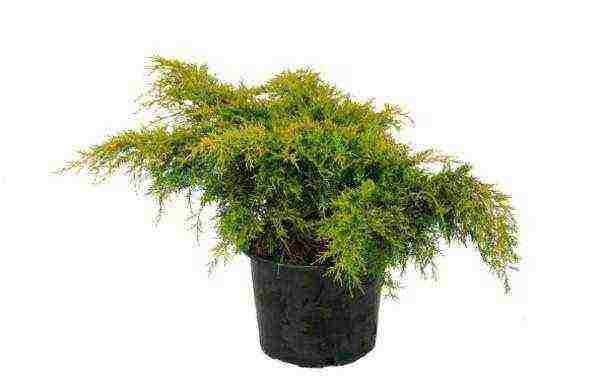 is it possible to grow juniper indoors