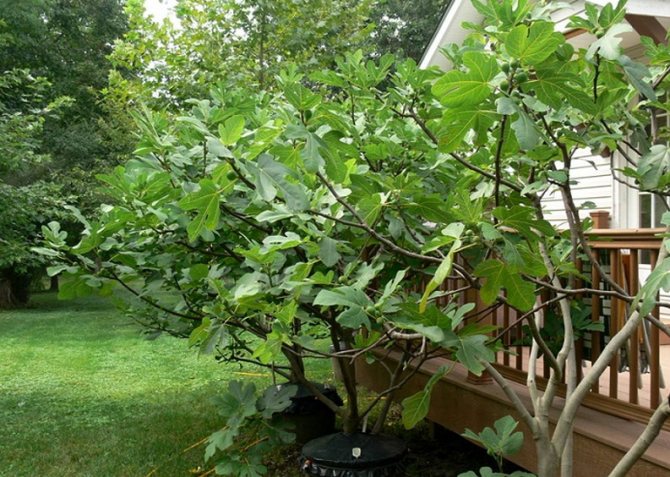 Is it possible to grow figs in the open field - tree insulation for the winter