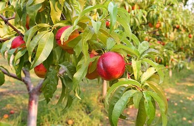 Is it possible to grow nectarine from a seed