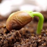 Ist es möglich, Trauben aus Samen zu Hause anzubauen und wie man sie pflegt?