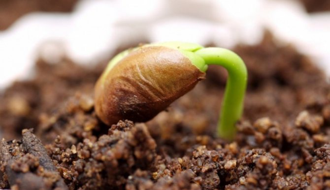 Este posibil să crești struguri din semințe acasă și cum să ai grijă de el?