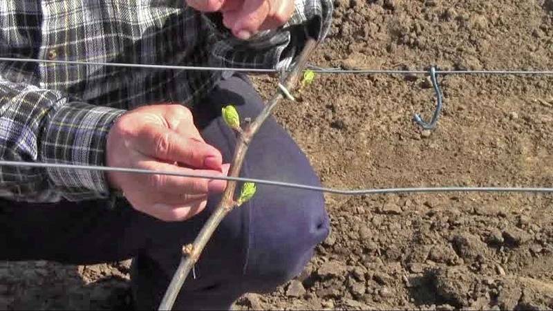 Är det möjligt att odla druvor från utsäde hemma och hur man tar hand om det