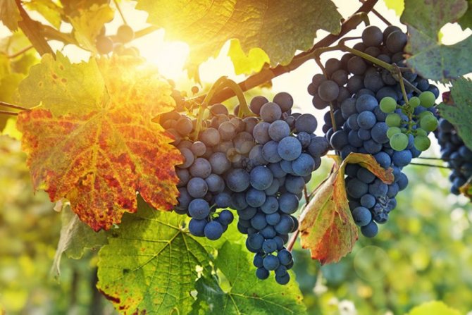 Adakah mungkin menanam anggur dari biji di rumah dan bagaimana menjaganya