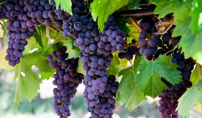 Adakah mungkin menanam anggur dari biji di rumah dan bagaimana menjaganya