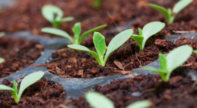 Je možné pěstovat hrozny ze semen doma a jak se o ně starat