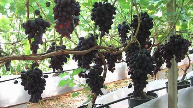 Възможно ли е да се отглежда грозде от семена у дома и как да се грижим за него