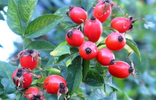 Is it possible to freeze rose hips. Is it possible to freeze rose hips for the winter to preserve vitamins