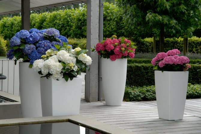 Boleh memuatkan hidrangeas yang tumbuh rendah di dalam bekas berwarna atau pot bunga