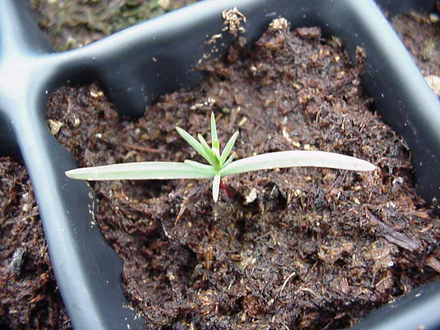 Juniper from seeds photo of seedlings of seedlings