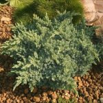 Juniper forest: photo in the forest, planting and care