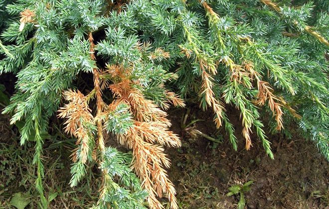 common juniper turns yellow and dries