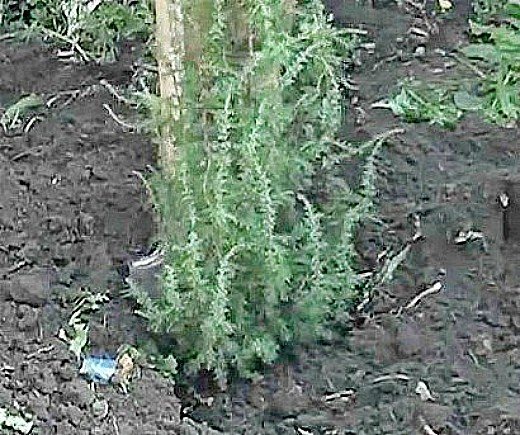 juniper planting and care 1-4