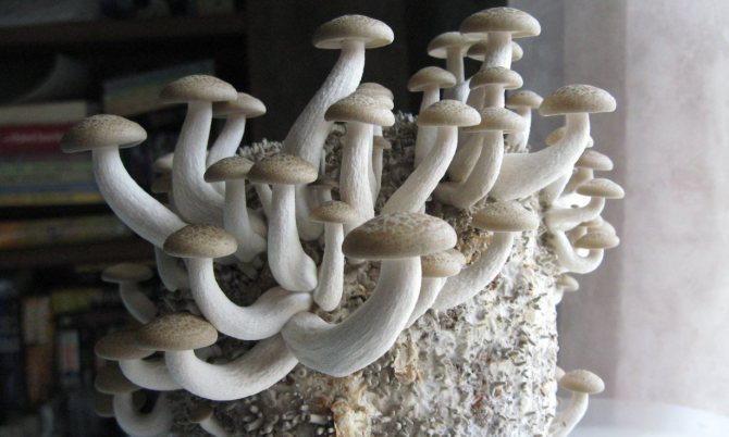 Marble honey mushrooms