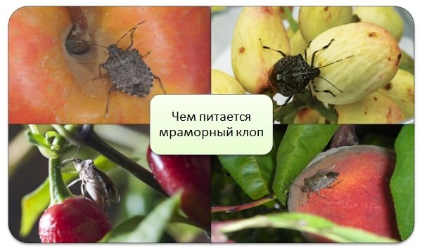 Marmor-bug-insekt-beskrivning-funktioner-typer-och-metoder-för-kamp-mot-skadedjur-14