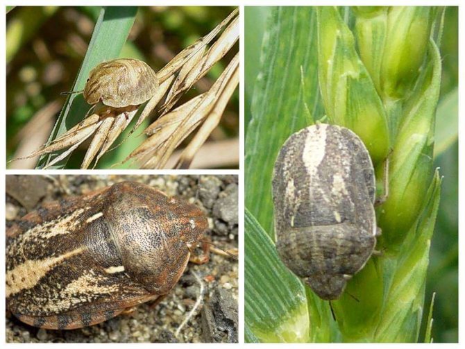 يعتبر حشرة الرخام من الآفات الخطيرة التي تصيب المحاصيل الزراعية