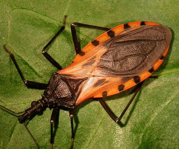 Marble bug is a dangerous pest of agricultural crops