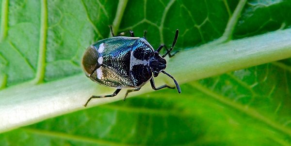 Marble bug is a dangerous pest of agricultural crops