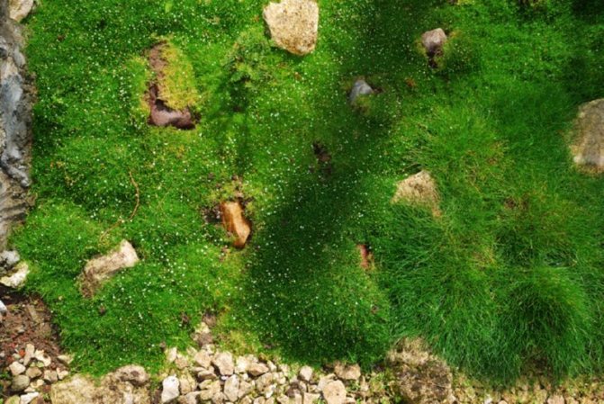 bryozoan is also called Irish moss