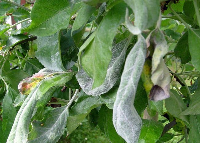 Powdery mildew on apple tree leaves