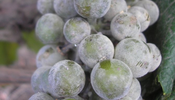 брашнеста мана по лечение на грозде